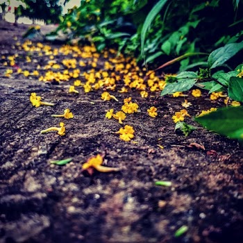 Yellow Flowers