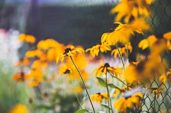 Yellow flowers