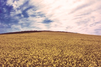 Yellow Flowers