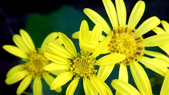 Yellow Flowers