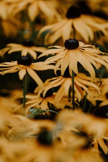yellow flowers