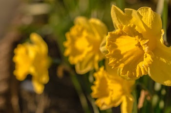 Yellow Flowers