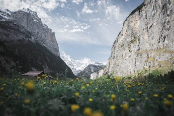 Yellow Flowers &amp; Swiss Mountains