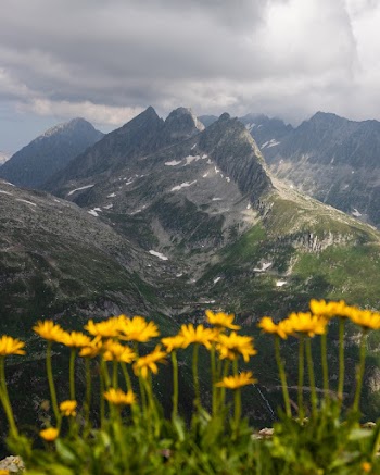 Yellow Flowers Blooming on Mountain