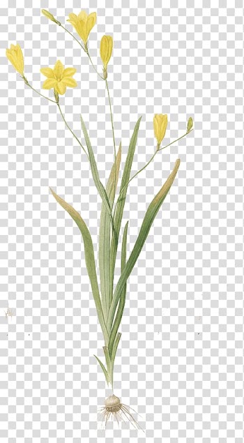 Yellow flowers, Creative Watercolor Watercolor: Flowers Floral design Watercolor painting, Watercolor Floral transparent background PNG clipart