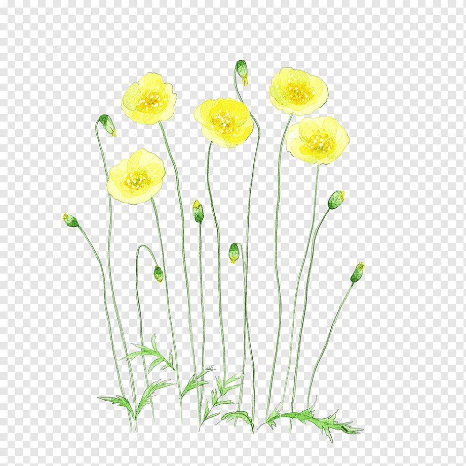 yellow flowers, Flower Watercolor painting Illustration, Yellow watercolor flowers, watercolor Leaves, poster, yellow Flowers png
