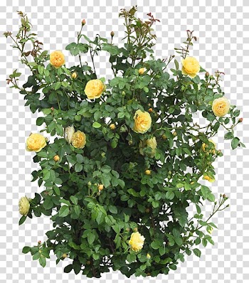Yellow flowers, Garden roses Flower Shrub Tree, rose bush transparent background PNG clipart