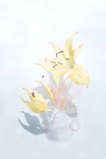 Yellow Flowers Illustration