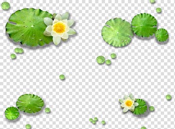 Yellow flowers illustration, Lotus Pond Nelumbo nucifera Lotus effect Leaf, Hawthorn lotus leaf lotus transparent background PNG clipart