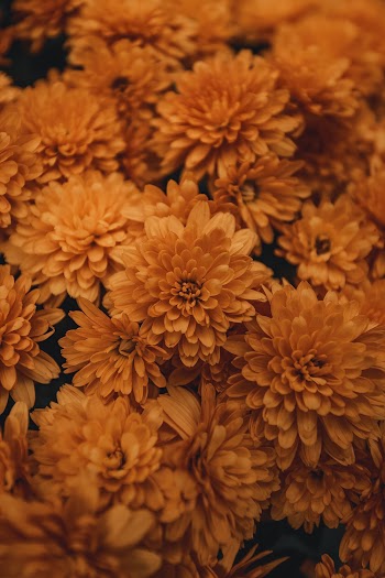 Yellow Flowers in Bloom