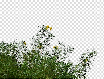 Yellow flowers in bloom, Flower Tree , bushes transparent background PNG clipart