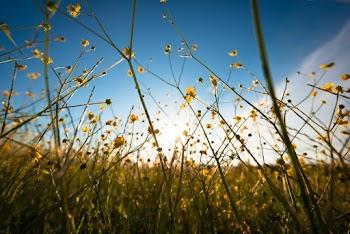 Yellow Flowers in Bloom Under Blue Sky