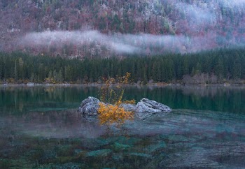 yellow flowers in the middle of lake