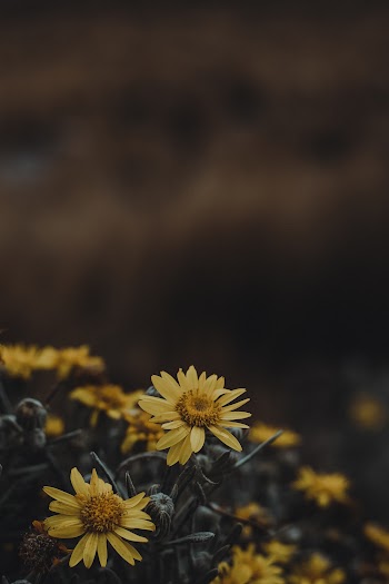 Yellow Flowers in Tilt Shift Lens