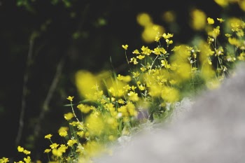 Yellow Flowers in Tilt Shift Lens Photography
