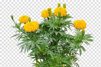 Yellow flowers, Mexican marigold Tagetes lucida Mexican sunflower, Marigold flower transparent background PNG clipart
