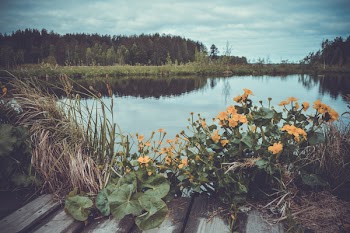 Yellow Flowers Near Body Of Water
