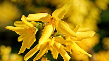 Yellow Flowers on Macro Shot