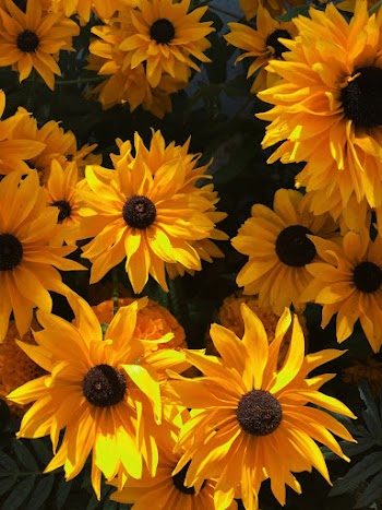 Yellow Flowers Photograph