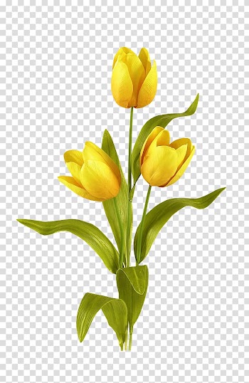 Yellow flowers, Tulip mania Flower bouquet Bulb, Blooming yellow tulips transparent background PNG clipart