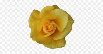 Yellow Flowers Tumblr Hd Wallpaper - Rose