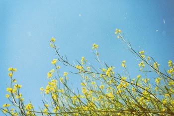 yellow flowers under clear blue sky during daytime