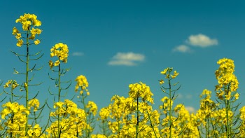 Yellow Flowers Under Partly Cloudy Skies during Daytime