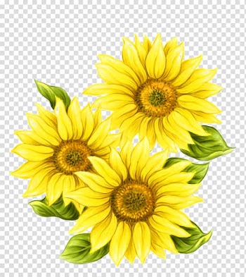 Yellow flowers, Watercolor painting Common sunflower, Yellow hand painted sunflower decorative pattern transparent background PNG clipart