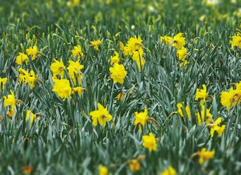 Yellow Flowers With Green Leaves