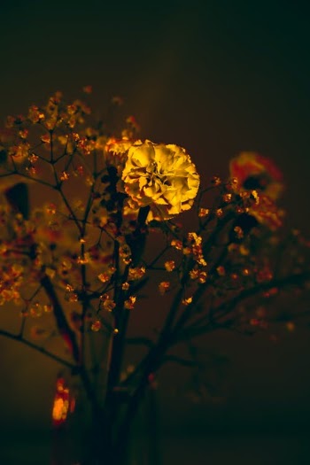 Yellow Flowers With Red and Yellow Light · Free Stock Photo