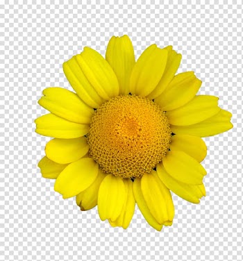 Yellow Flowers, yellow daisy flower in bloom transparent background PNG clipart