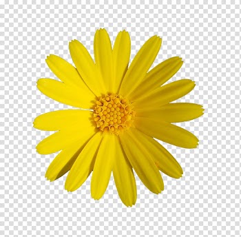 Yellow Flowers, yellow daisy flower transparent background PNG clipart