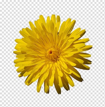 Yellow Flowers, yellow dandelion flower in bloom transparent background PNG clipart