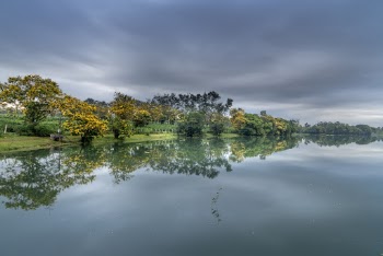 Yellow Foliage  Trees Beside a Body of Water