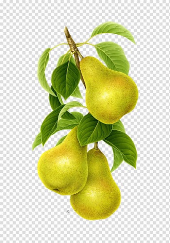 Yellow fruit illustration transparent background PNG clipart