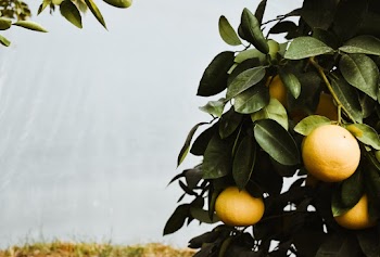 Yellow Fruits Growing on Tree