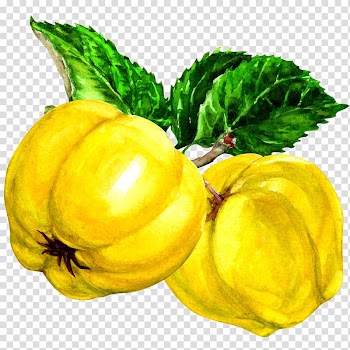 Yellow fruits illustration, Pattypan squash Quince Fruit Auglis, Gold painted yellow melon transparent background PNG clipart