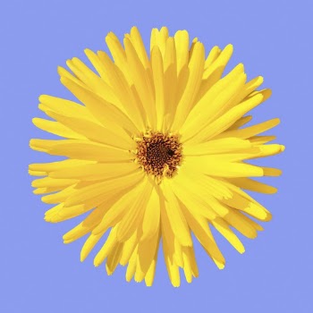 Yellow gerbera daisy flower clipart | Free PSD - rawpixel