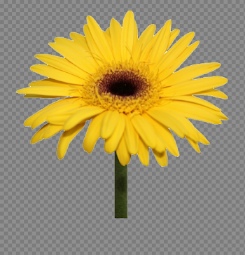 Yellow Gerbera PNG Image Background