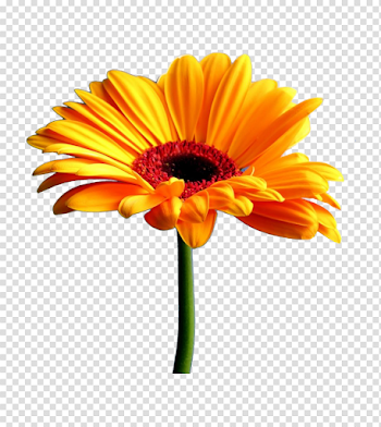 Yellow Gerbera PNG Transparent Image