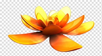 Yellow Gold, Golden Flower transparent background PNG clipart
