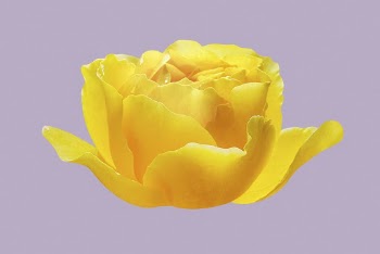 Yellow Graham Thomas rose, flower | Free PSD - rawpixel