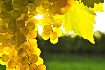 Yellow grapes growing on vine in bright sunshine