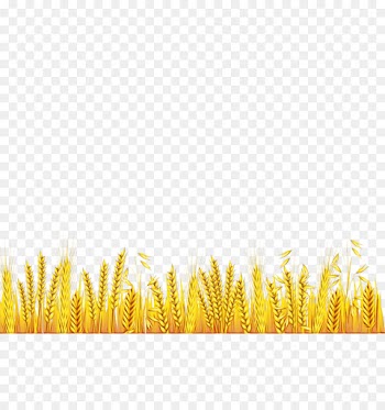 yellow grass family grass plant
