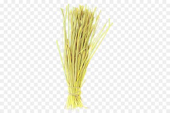 yellow grass family plant grass