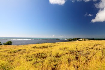 Yellow Grass Field Near Body of Water