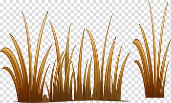 , Yellow grass transparent background PNG clipart