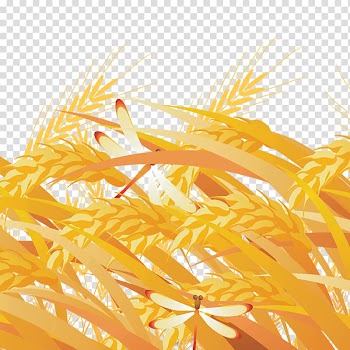 Yellow Grasses Fundal, Rice transparent background PNG clipart