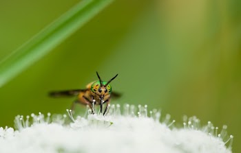 Yellow Green and Black Bee on White Flower during Day Time