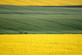 yellow_green.jpg